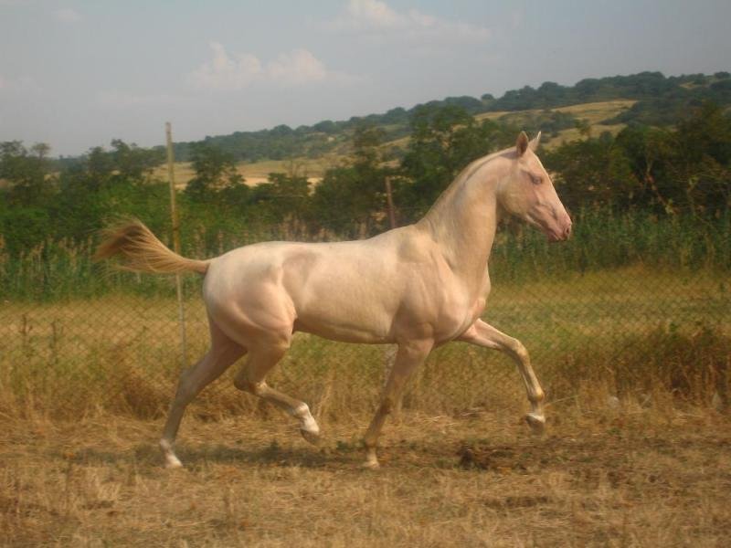 Cамая редкая и удивительная порода лошадей кремовой или изабелловой масти