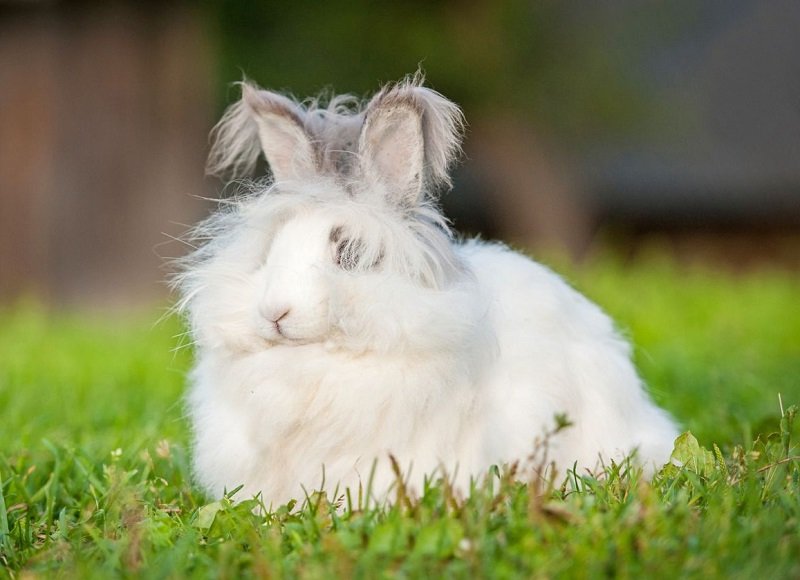 Cамая пушистая порода кроликов в мире