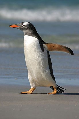 Любопытные факты о пингвинах