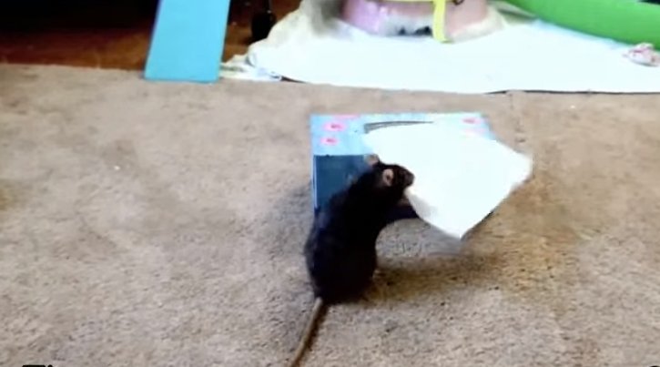 Дрессированная крыса выполняет трюки