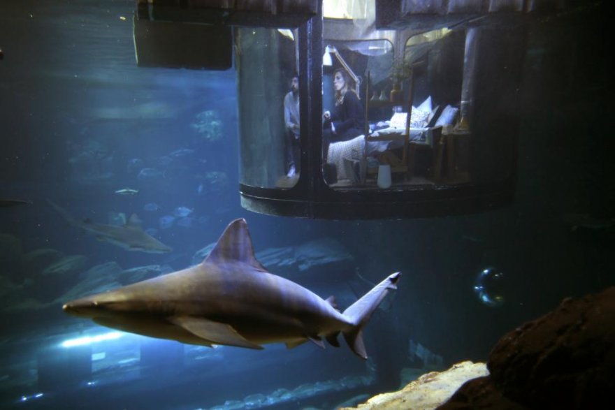 Первая подводная спальня, в которой гости могут спать рядом с акулами