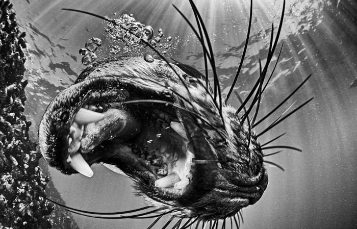 Лучшие фотографии на конкурсе подводных фото (20 фото)