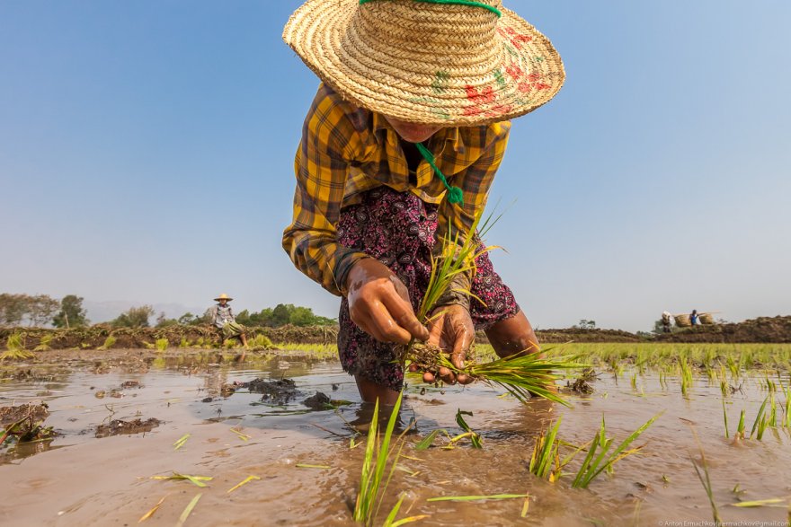 Как выращивают овощи на озерах в Мьянме
