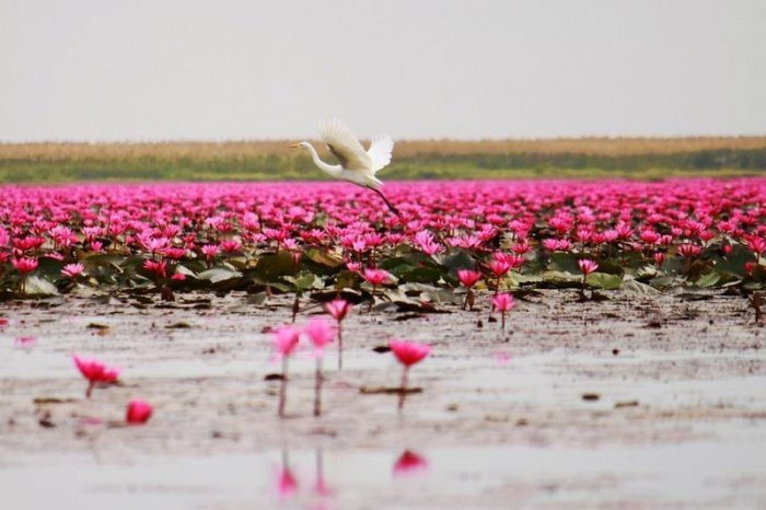Озеро в розовых лотосах