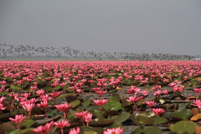 Озеро в розовых лотосах