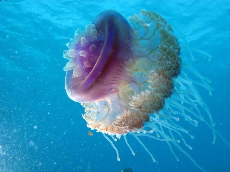 Несколько фактов о медузах