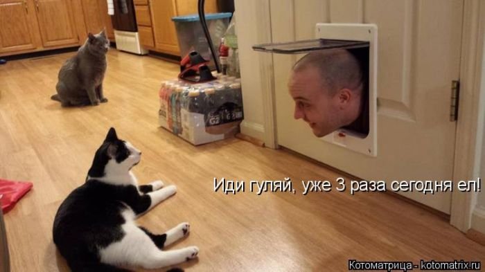 «Пушистые» шутки (50 фото)