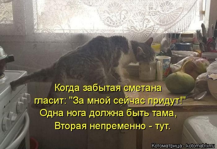 «Пушистые» шутки (50 фото)