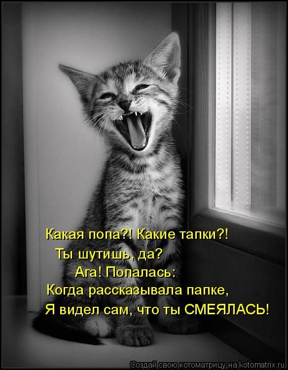 «Пушистые» шутки (50 фото)