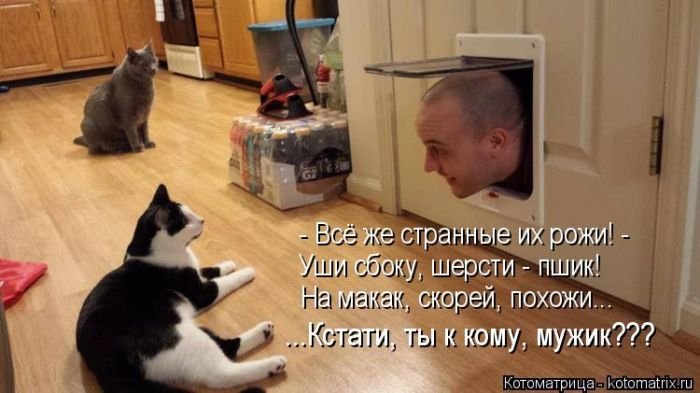 «Пушистые» шутки (50 фото)