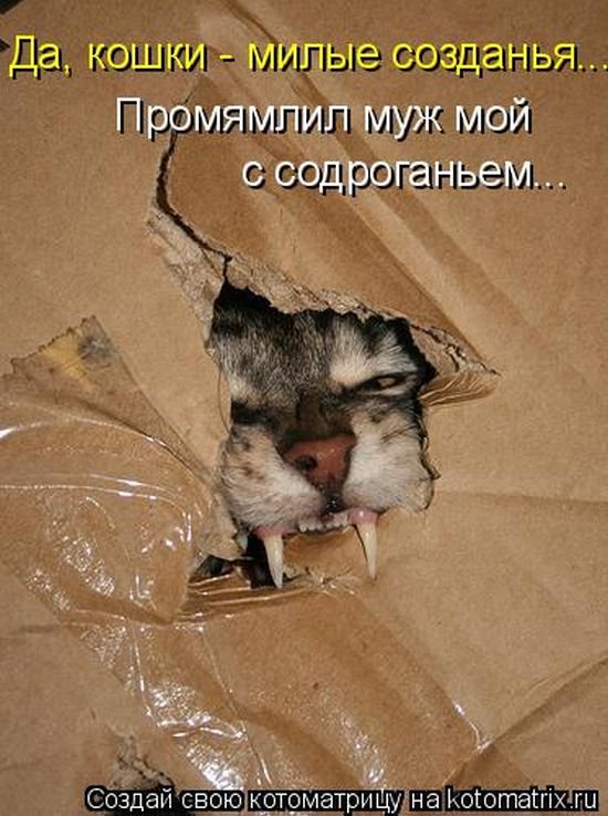 «Пушистые» шутки (50 фото)