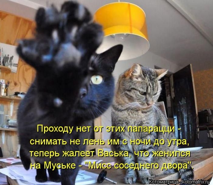 «Пушистые» шутки (50 фото)