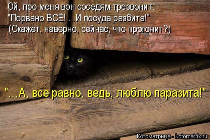 «Пушистые» шутки (50 фото)