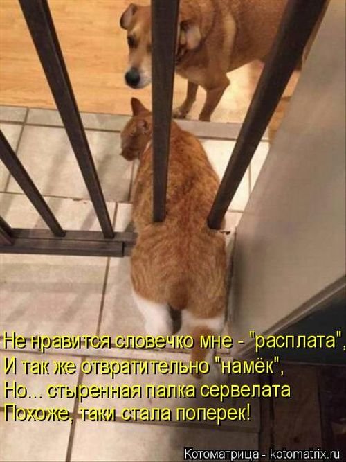 «Пушистые» шутки (50 фото)