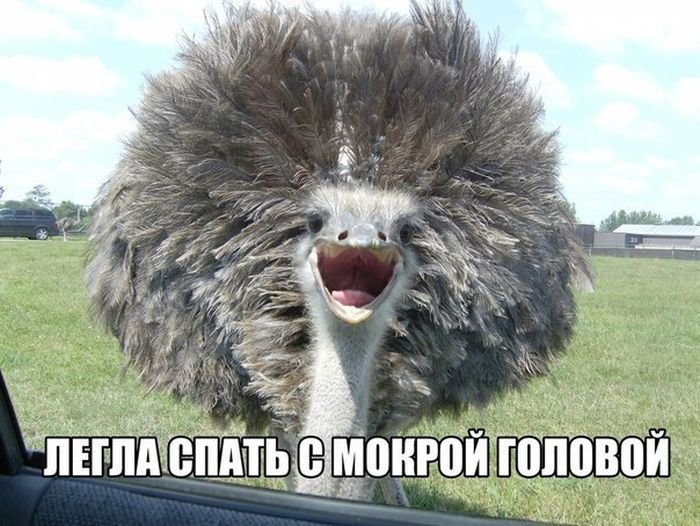 Подборка прикольных картинок (67 фото)