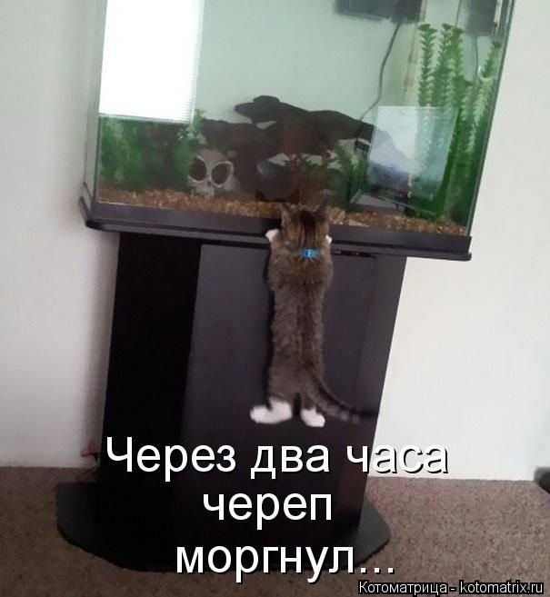 «Пушистые» шутки (50 фото)