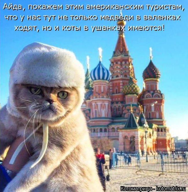 «Пушистые» шутки (50 фото)