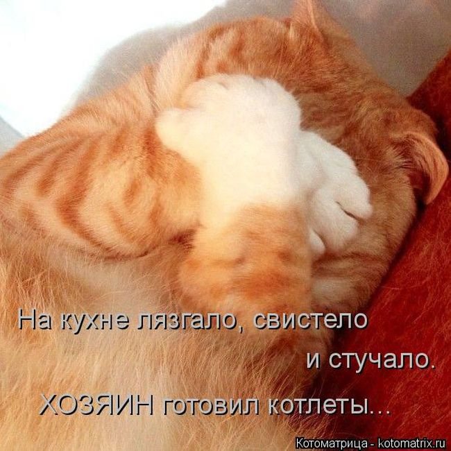 «Пушистые» шутки (50 фото)