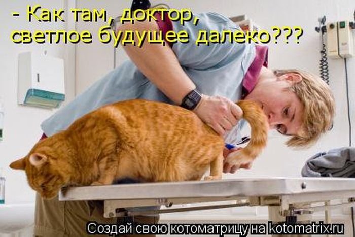 «Пушистые» шутки (50 фото)