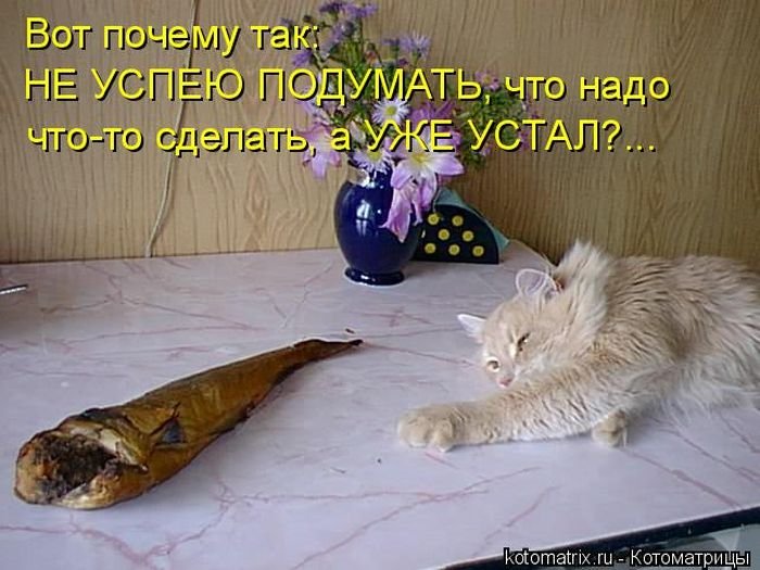 «Пушистые» шутки (50 фото)