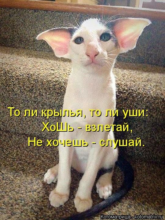 «Пушистые» шутки (50 фото)