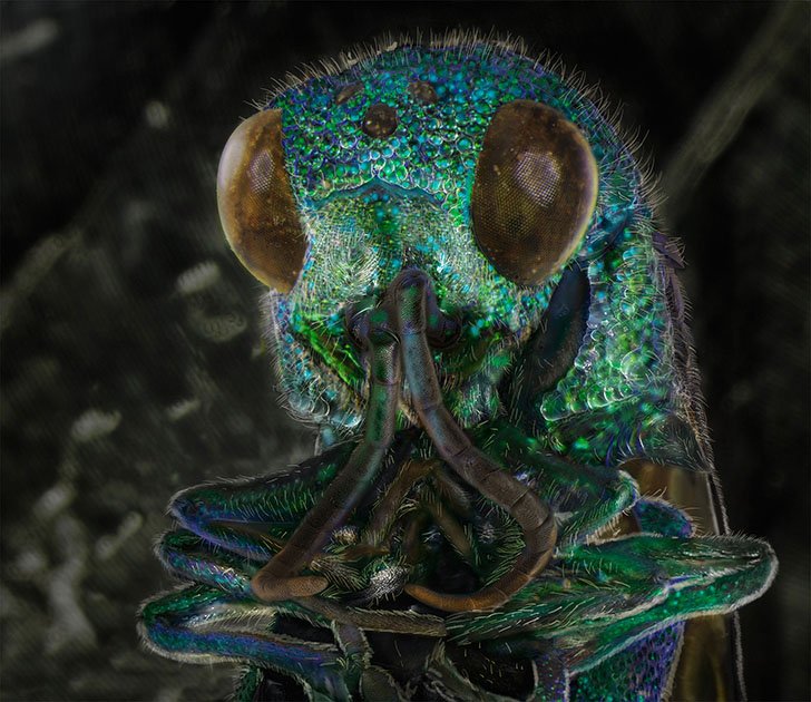 Фантастические портреты знакомых вам насекомых