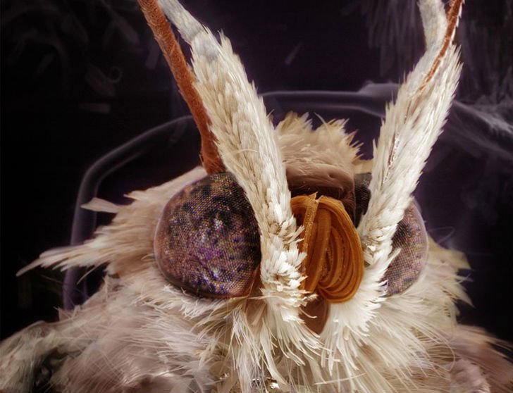 Фантастические портреты знакомых вам насекомых