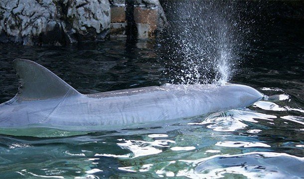 Познавательные факты про дельфинов и их невероятные способности