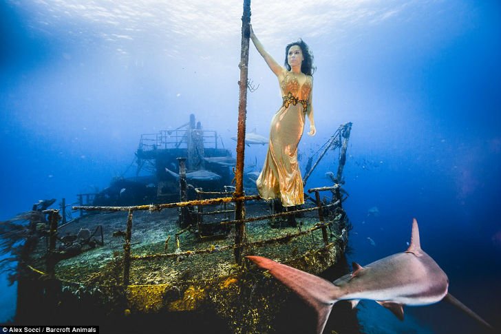 Чтобы защитить акул, бразильская модель окунулась в воду с морскими хищниками