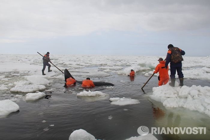 В Охотском море на Сахалине спасли зажатую во льдах косатку (5 фото + видео)