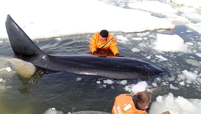 В Охотском море на Сахалине спасли зажатую во льдах косатку (5 фото + видео)