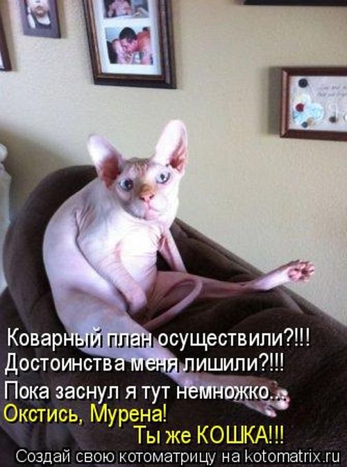 Котоматрица (50 фото)