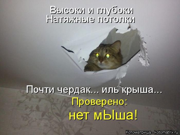 Котоматрица (50 фото)