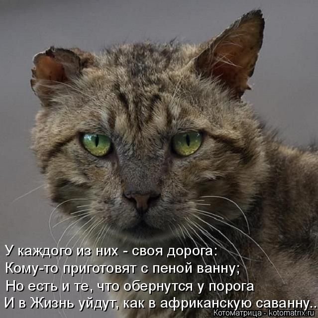 Котоматрица (50 фото)