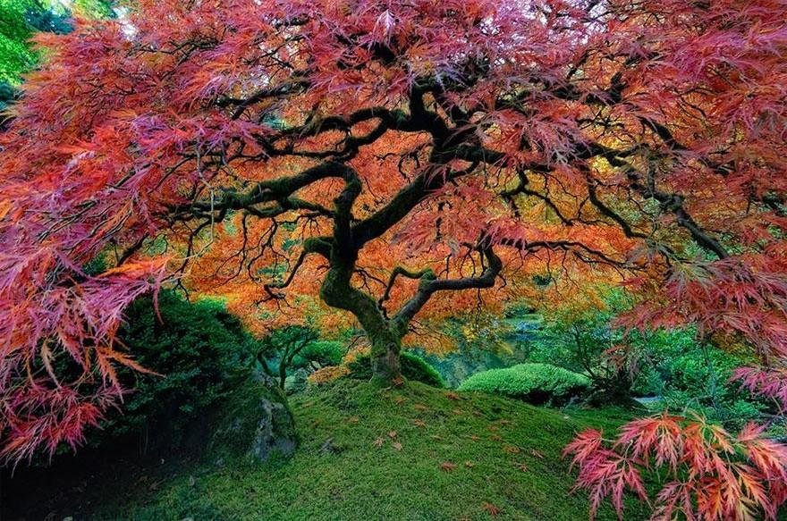 Необычные деревья со всего мира