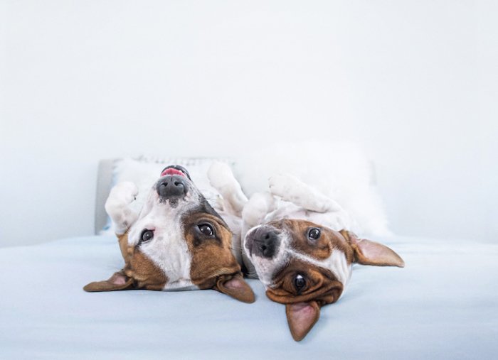 Фотографии весёлых собак с необычного ракурса