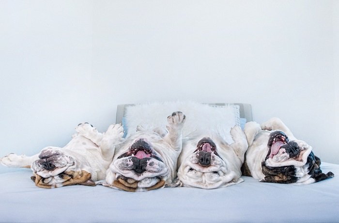 Фотографии весёлых собак с необычного ракурса