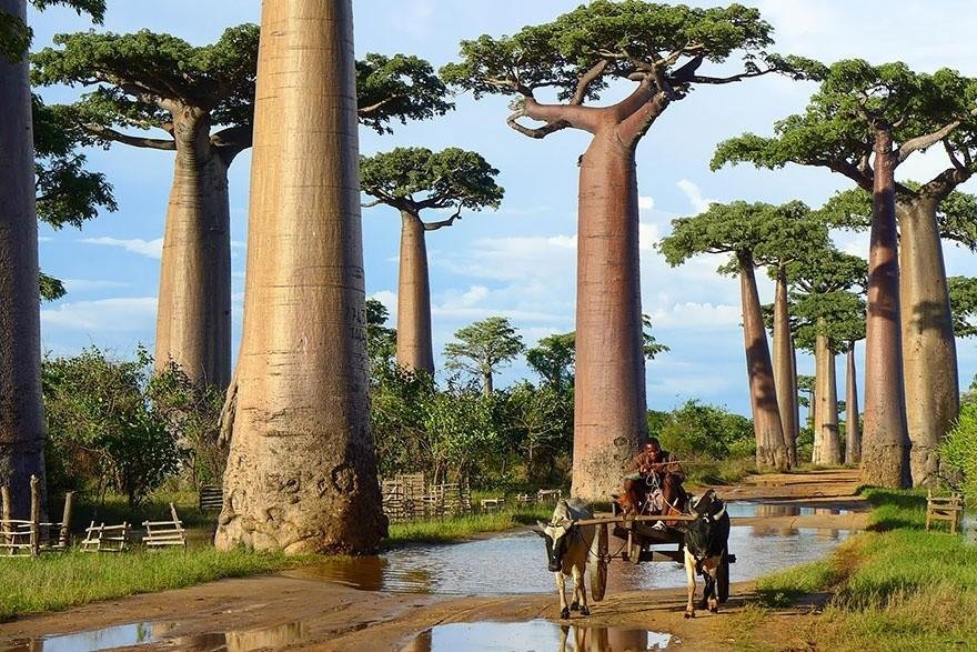 Необычные деревья со всего мира