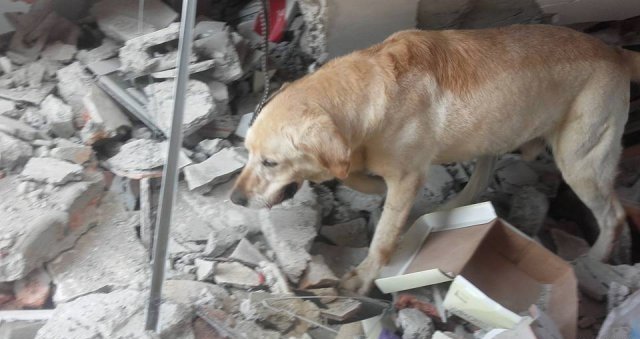 Из-под завалов пес спас 7 человек  (3 фото)