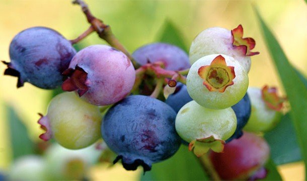Факты про фрукты, которые вы не знали