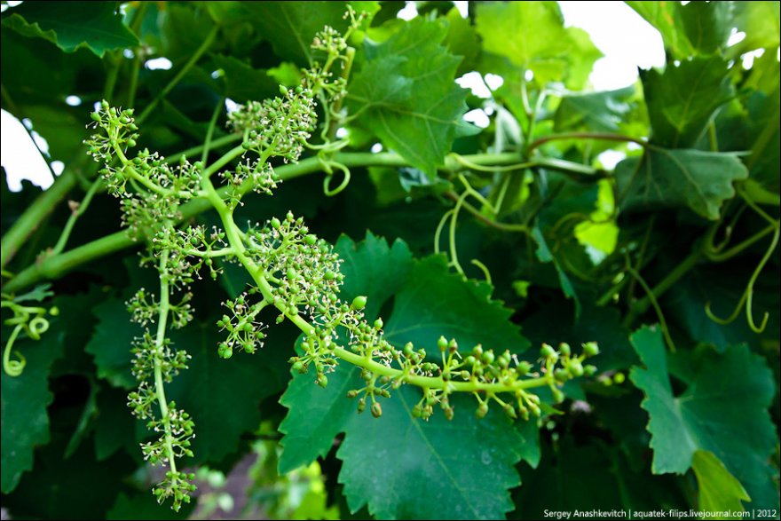 Виноградники в Крыму