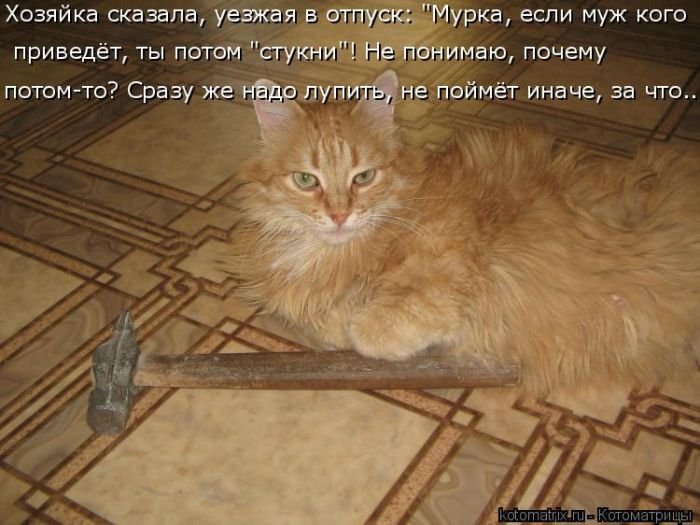 Котоматрица (50 фото)