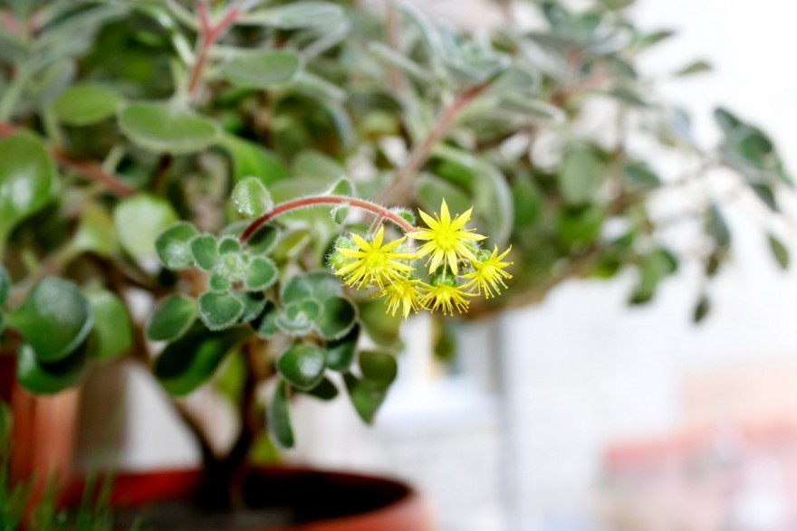 Растения для дома, приносящие счастье и благополучие