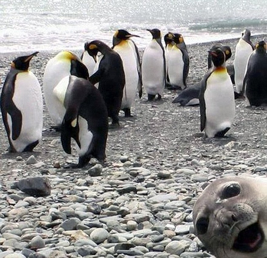 Смешные фотографии животных, которые неожиданно вклинились в селфи