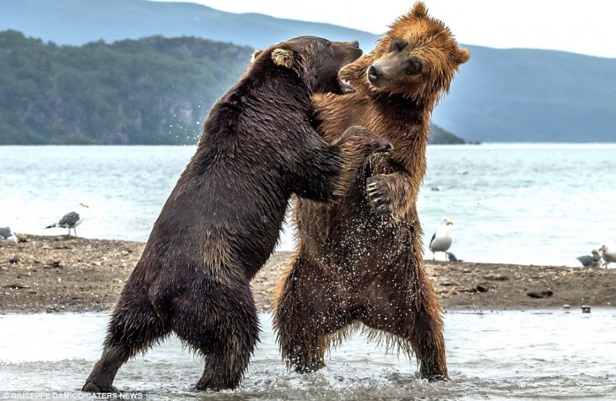 Медвежий бой возле реки