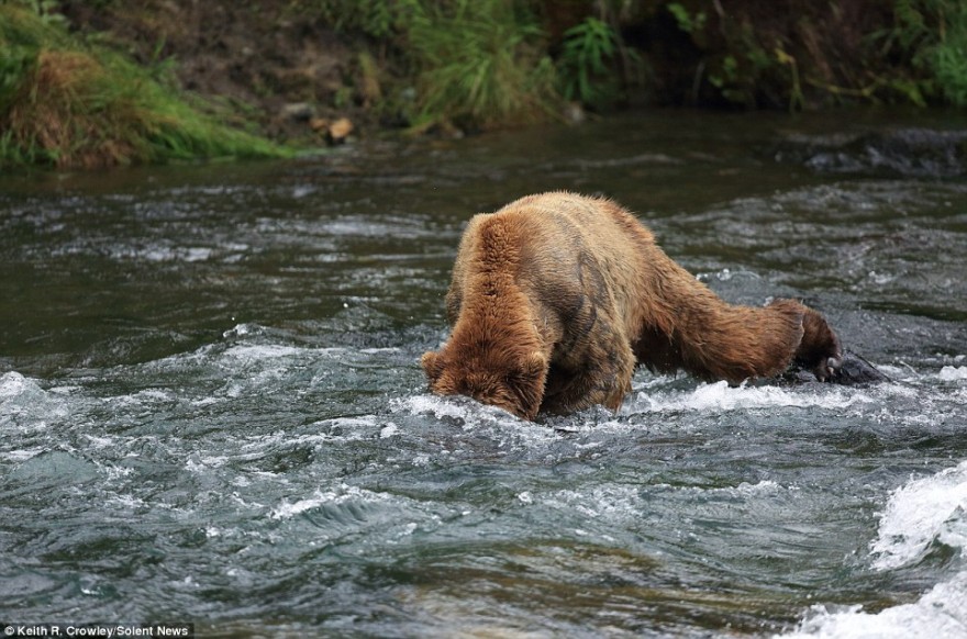 Медвежий бой возле реки