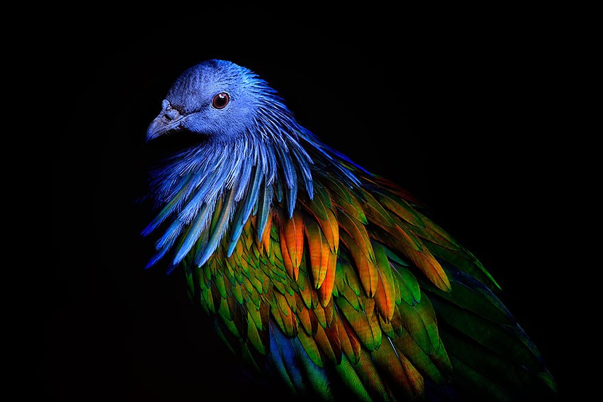 Необычайно красивый гривистый голубь