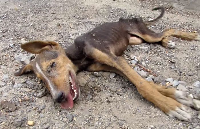 Спасение щенка в Индии (5 фото)