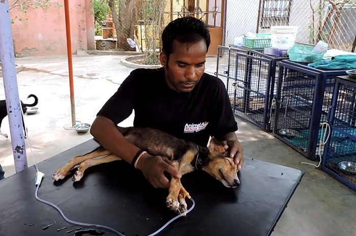 Спасение щенка в Индии (5 фото)