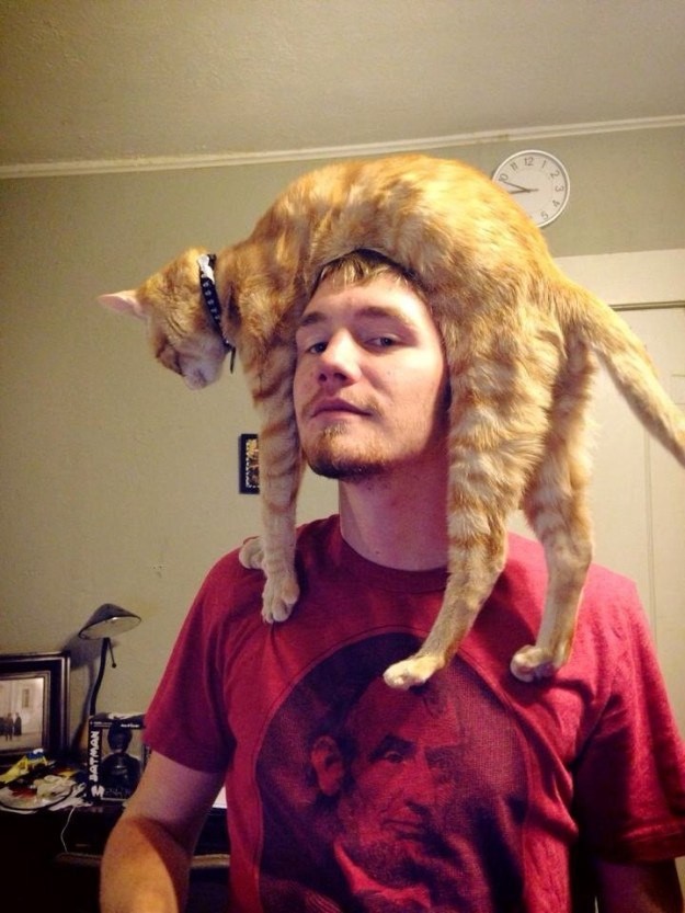 Да здравствуют коты на голове!